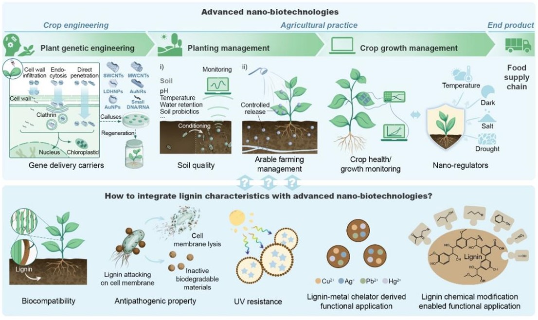 图2 现有农业先进纳米生物技术及可与农业纳米技术耦合的木质素特性