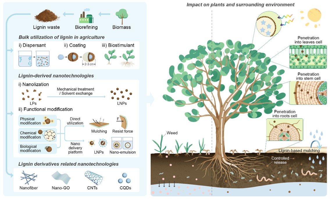 图3 现有木质素纳米生物技术在农业中的应用